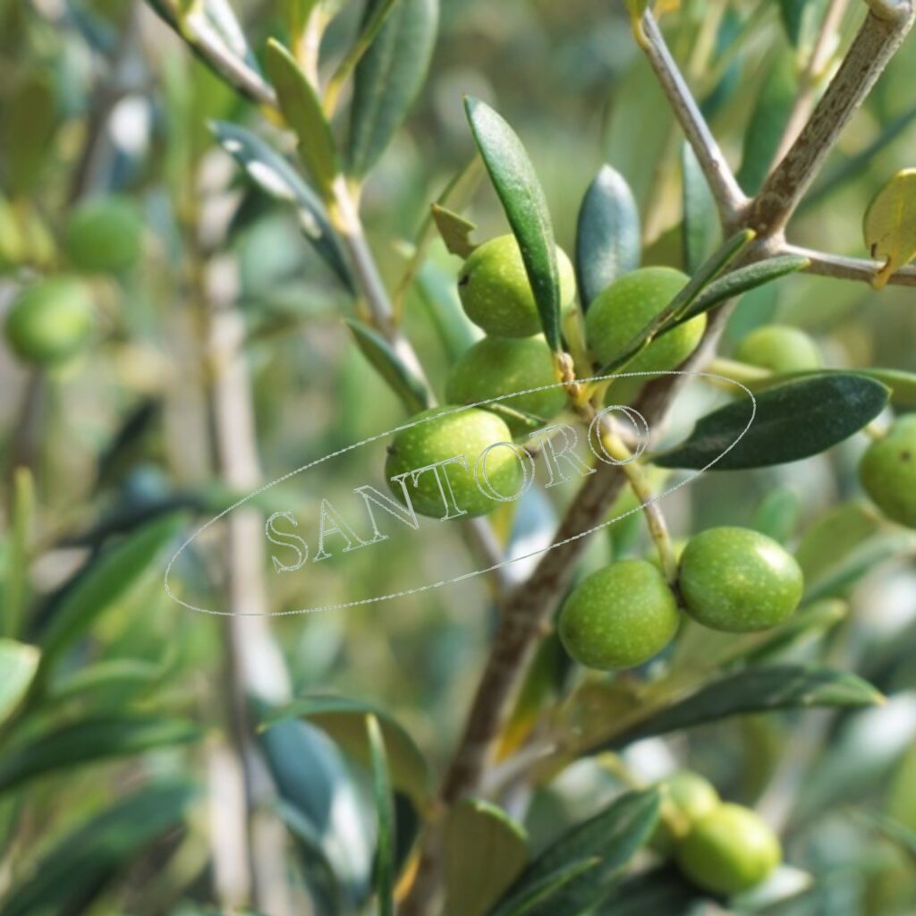 Italian olives