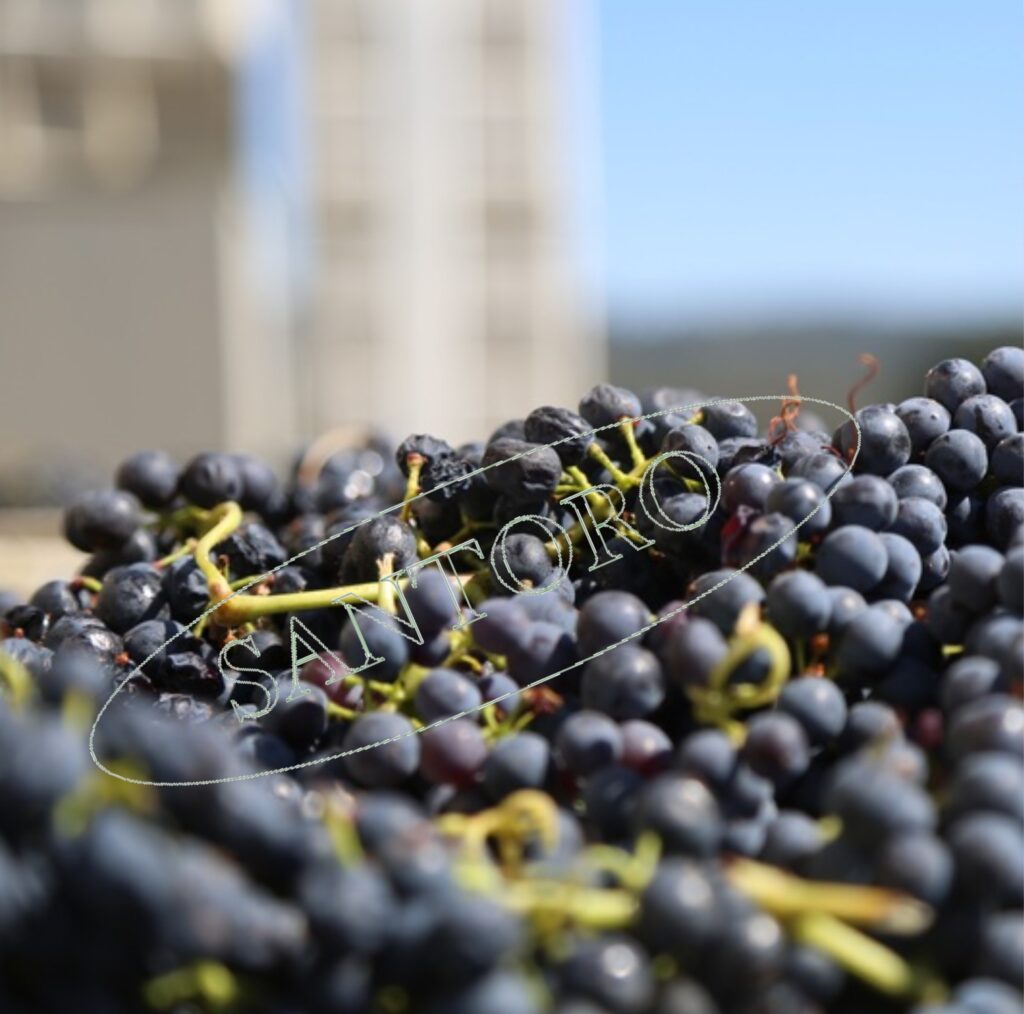 Italian grapes