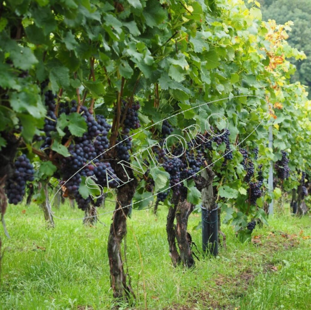 Italian Wine